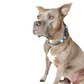 "Design Your Own" Beaded Dog Collar